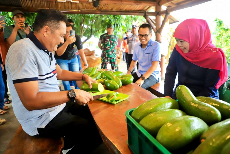 Gubernur Khofifah Kenalkan Alpukat Kelud Berukuran Jumbo Asli Kediri Jawa Timur